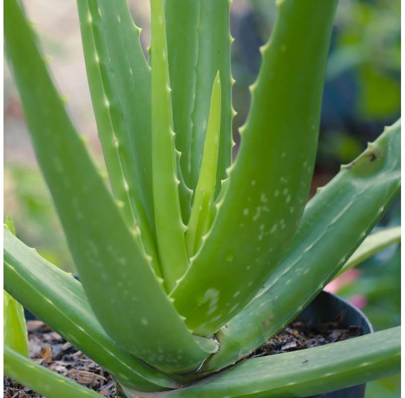 Aloe Vera Plant for Natural Healing and Home Decor 12–14cm Pot