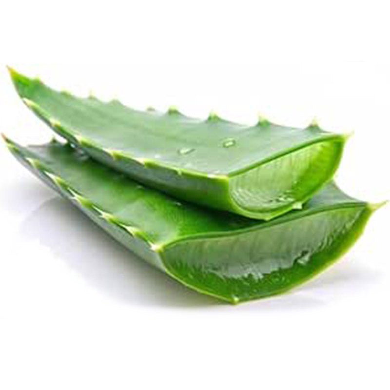 Aloe Vera Plant for Natural Healing and Home Decor 12–14cm Pot