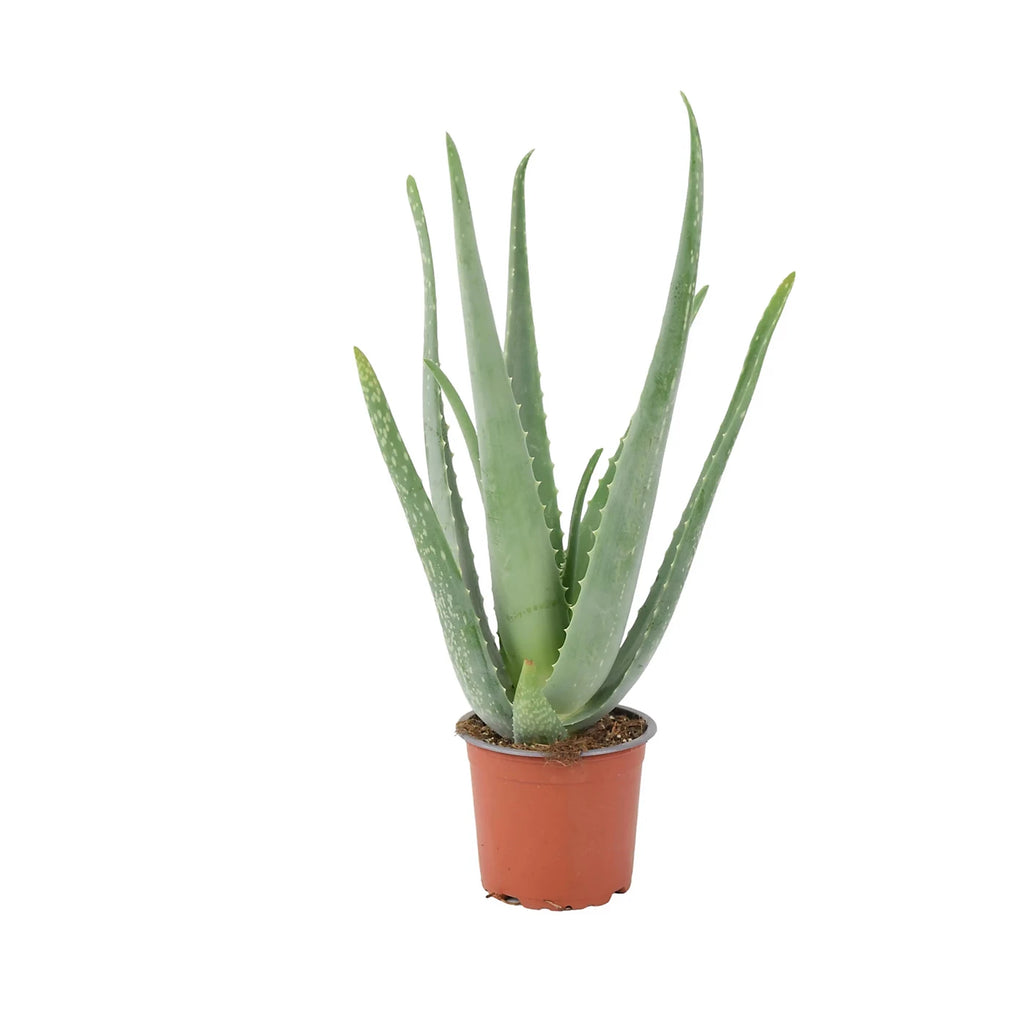 Aloe Vera Plant for Natural Healing and Home Decor 12–14cm Pot