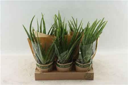 Aloe Vera Plant for Natural Healing and Home Decor - Freshness Flowers