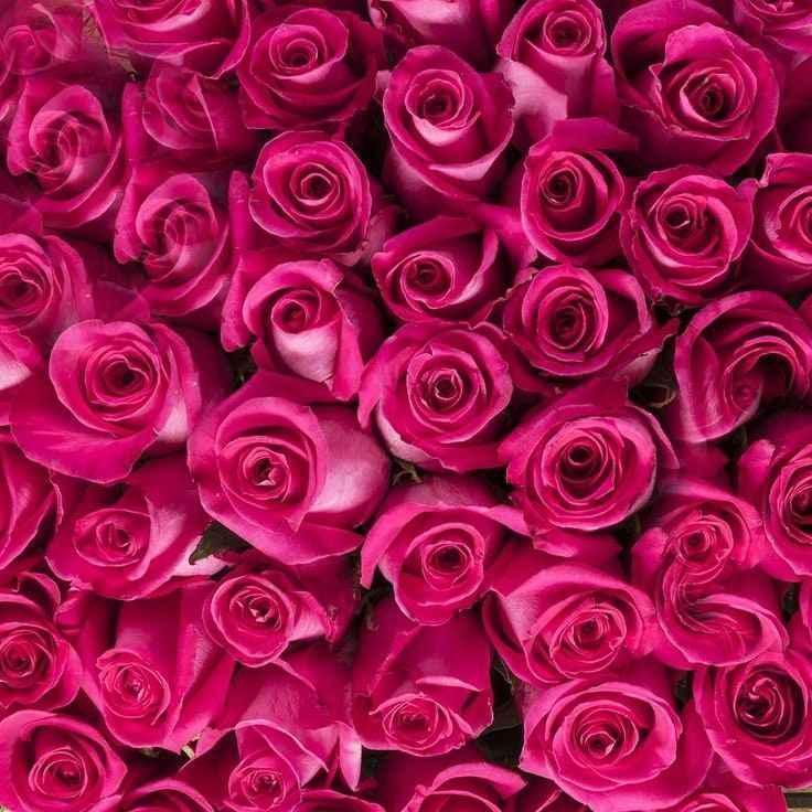 Luxury Pink Roses Bouquet - 40 Fresh Hand-Tied Roses for UK Delivery - Freshness Flowers