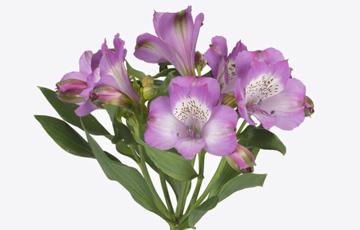 Fresh alstroemeria bouquet hand-tied seasonal flowers delivery