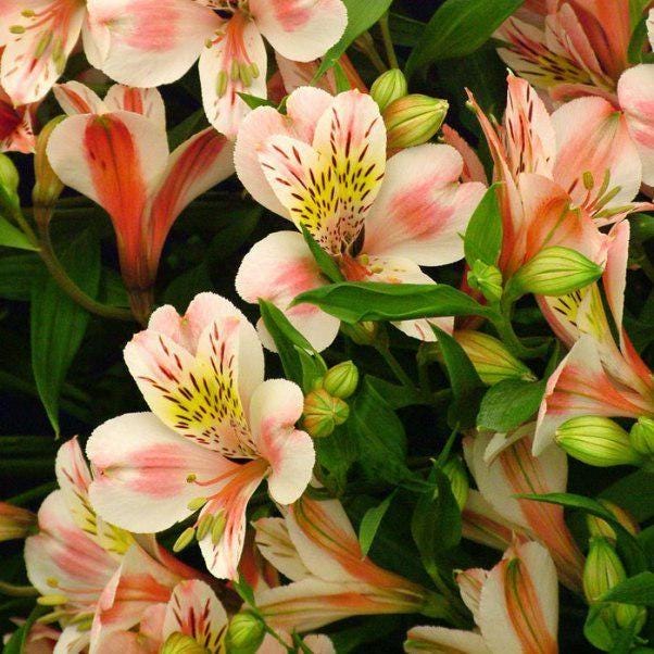 Alstroemeria flowers bouquet close up colourful blooms fresh
