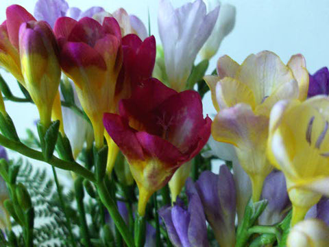 Mother's Day Mix Freesia Bouquet - Fresh Flowers Delivered UK