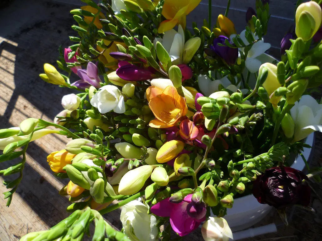 Mix Freesia Bouquet - Fresh Flowers Delivered UK