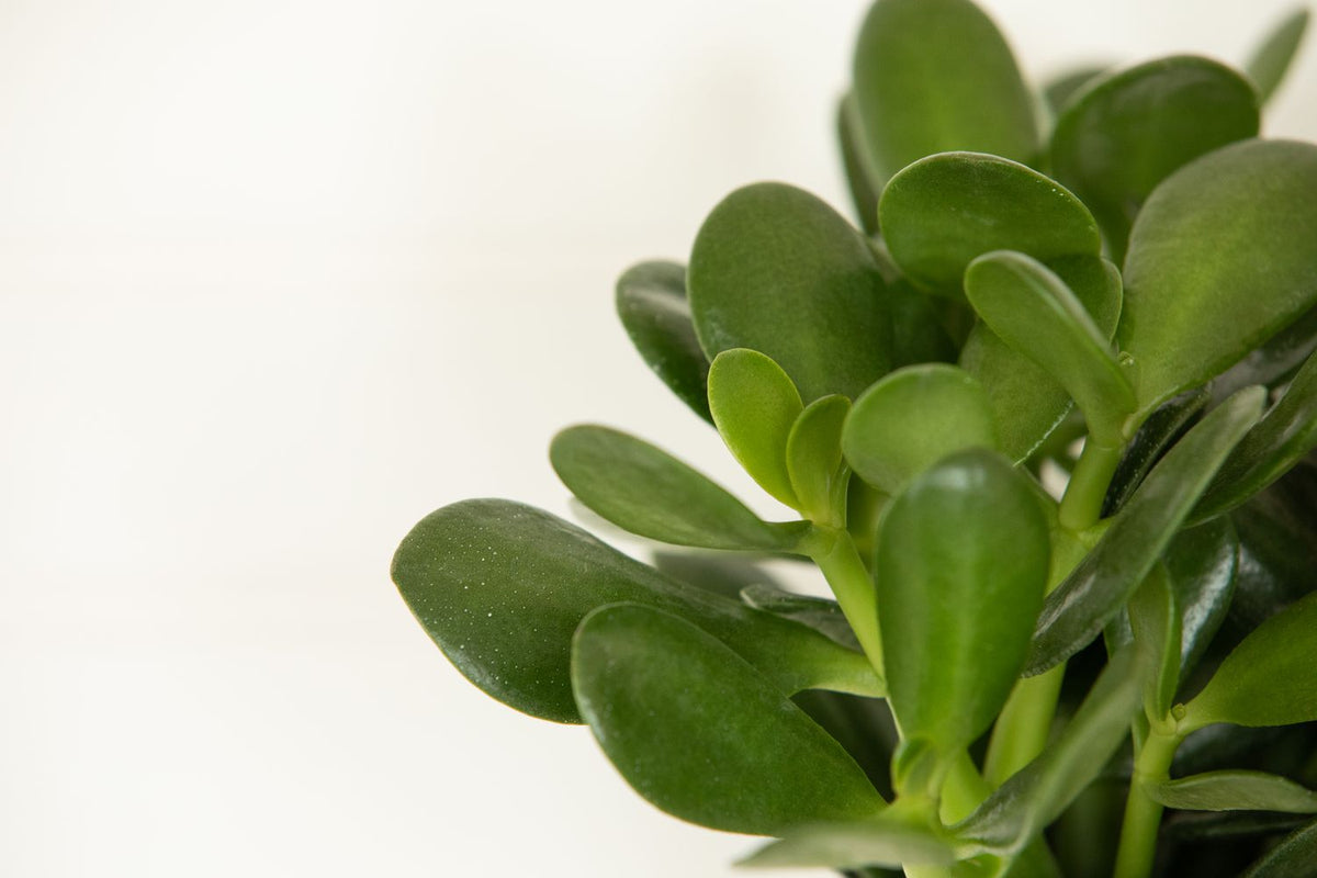 Crassula Ovata Indoor Money Tree Plant 15-25cm