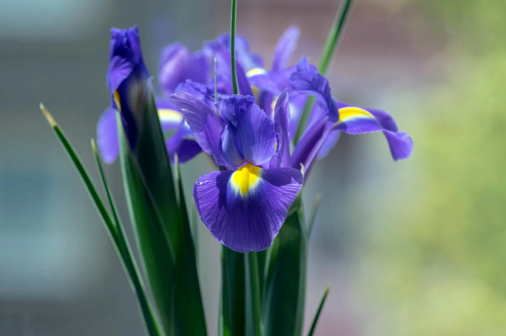 Blue Iris Bouquet – 30 Stems