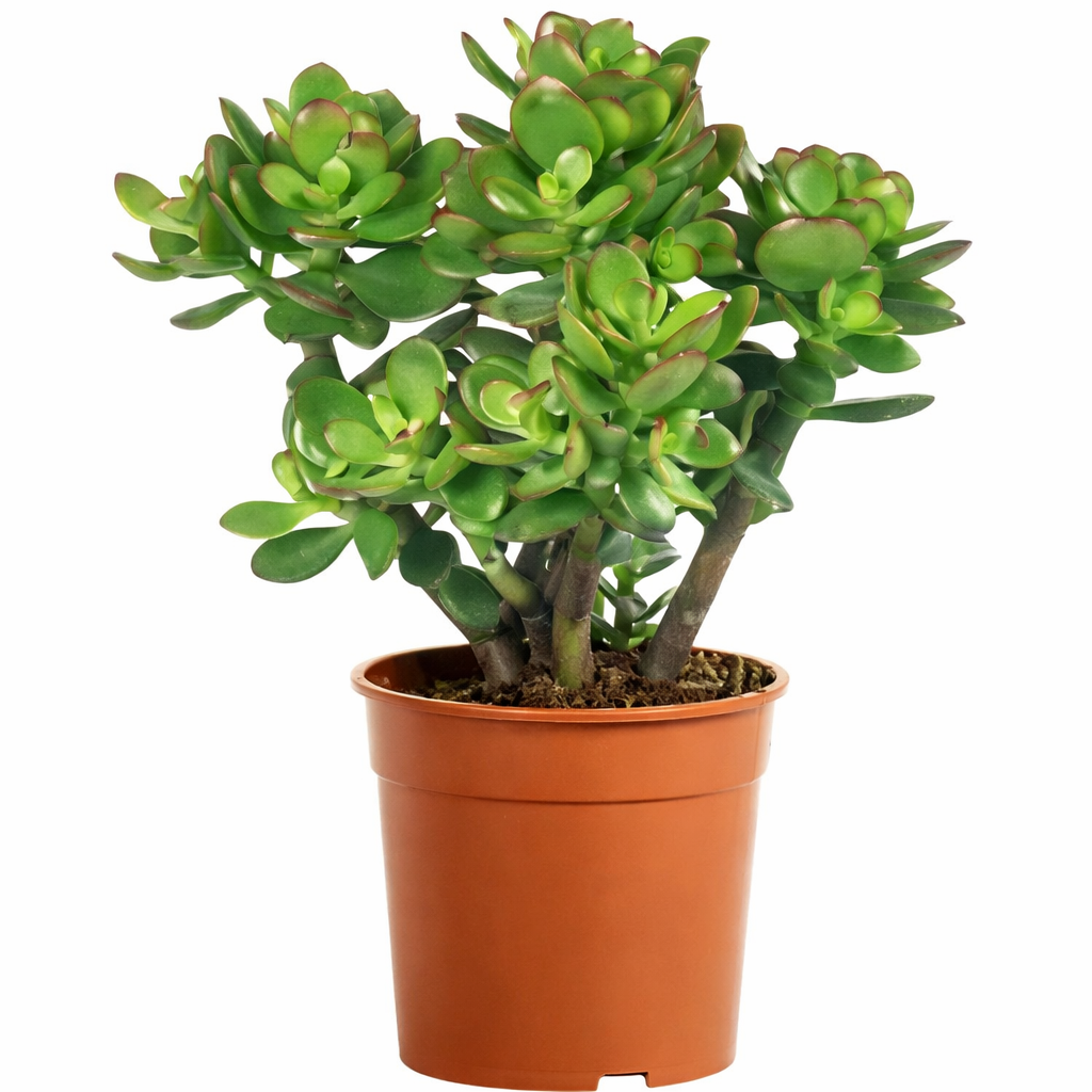Crassula Ovata Indoor Money Tree Plant 15-25cm