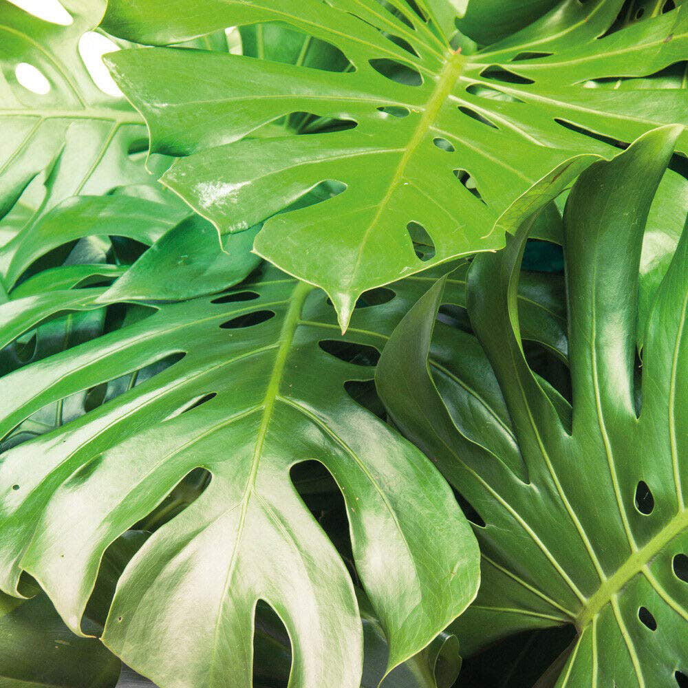 Monstera Swiss Cheese Plant – Air-Purifying Houseplant 40–50cm