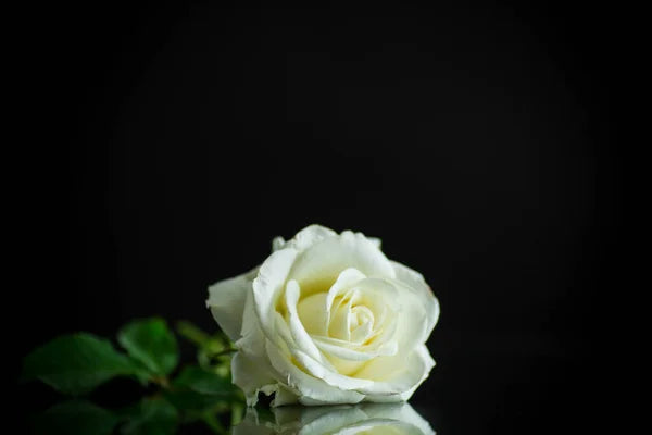 White Rose Bouquet