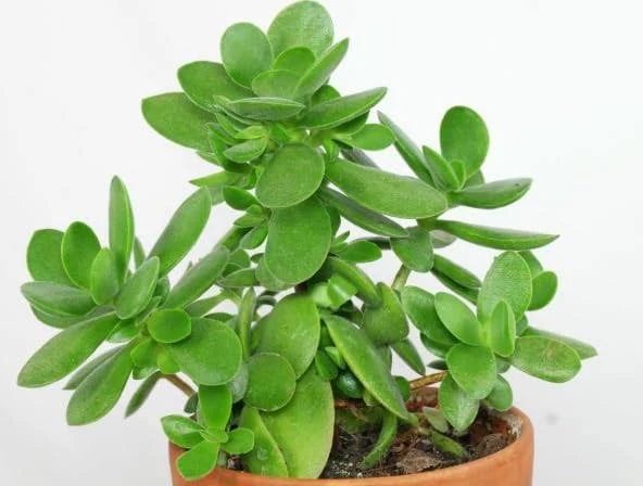 Crassula Ovata Indoor Money Tree Plant 15-25cm