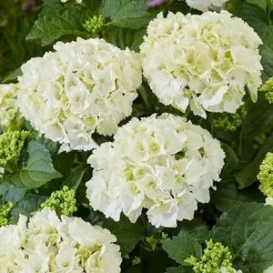 Mixed Hydrangea Macrophylla 3x Plants in Pots - Outdoor Garden Ready Flowering Shrubs (15-25cm Incl. 9cm Pot) - Blue, Pink & White