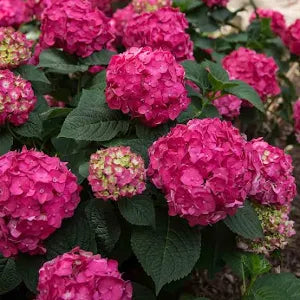 Mixed Hydrangea Macrophylla 3x Plants in Pots - Outdoor Garden Ready Flowering Shrubs (15-25cm Incl. 9cm Pot) - Blue, Pink & White