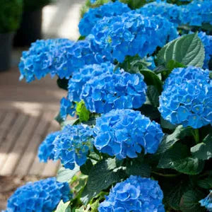 Mixed Hydrangea Macrophylla 3x Plants in Pots - Outdoor Garden Ready Flowering Shrubs (15-25cm Incl. 9cm Pot) - Blue, Pink & White