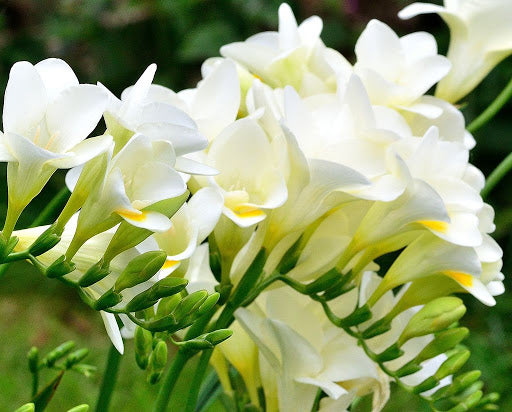 Mother's Day Mix Freesia Bouquet - Fresh Flowers Delivered UK