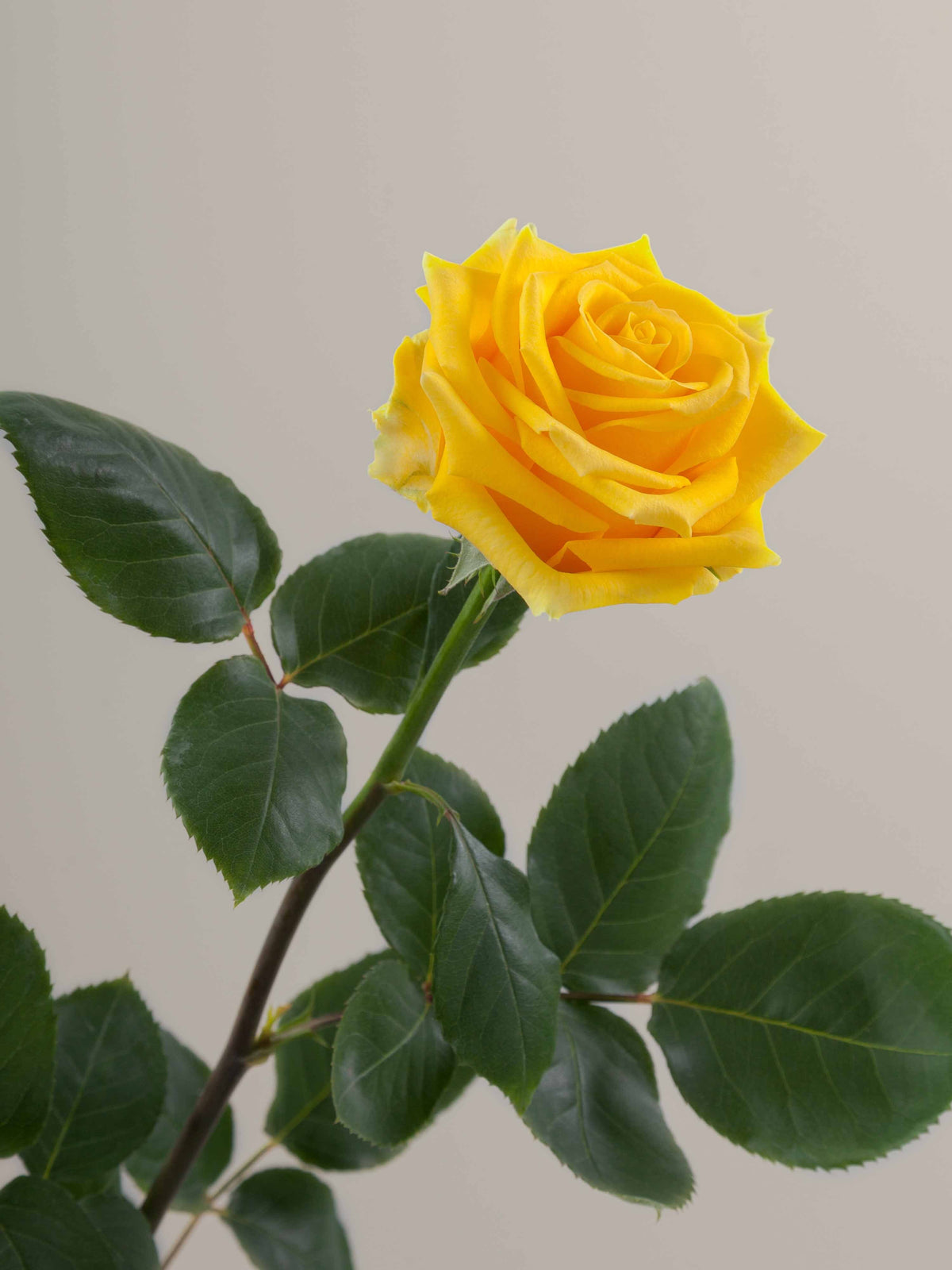 Yellow Rose Bouquet