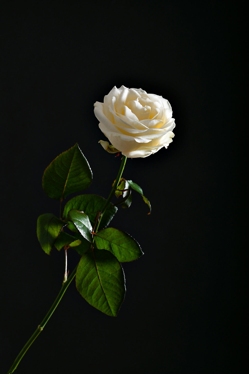 White Rose Bouquet