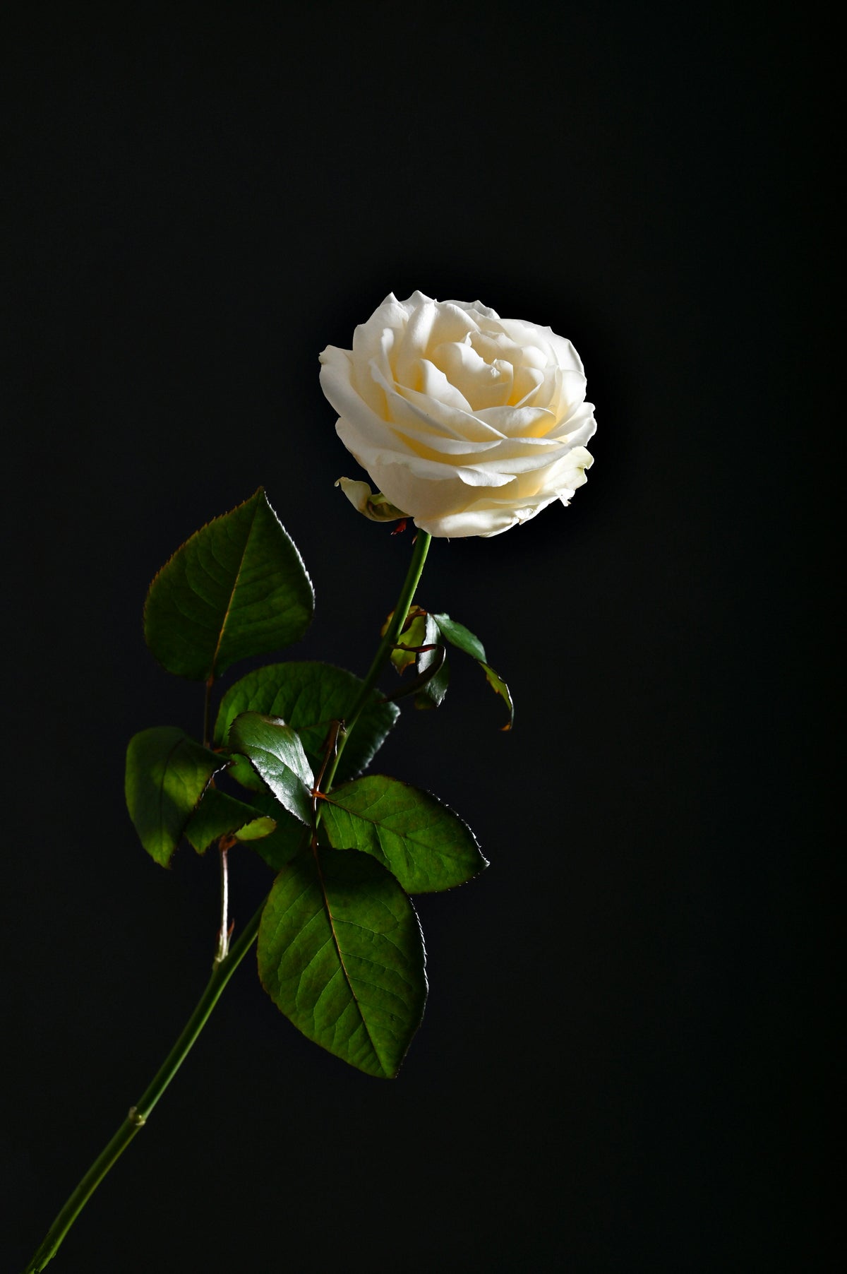 White Rose Bouquet